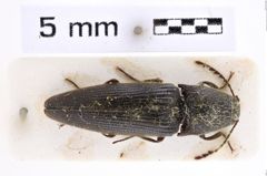 Foto (Dorsalansicht) von Melanotus taiwanus (Kishii, 1989) (NHMW-ZOO-COL-0007660)